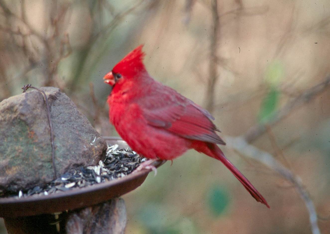 Entice birds to your landscape